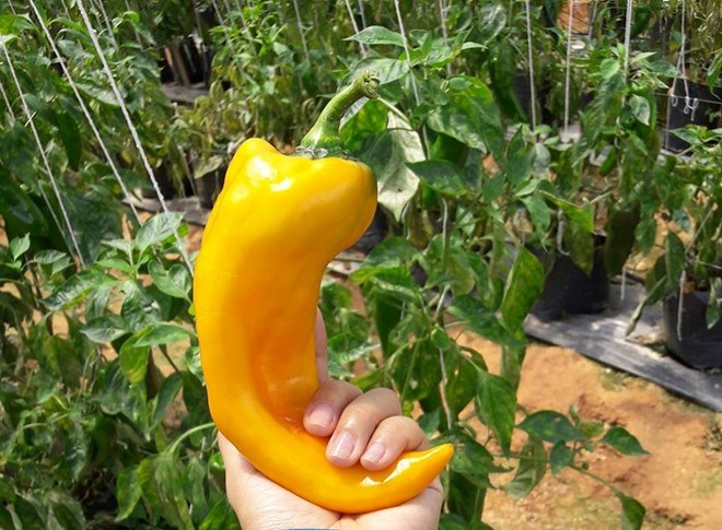 nông sản sạch