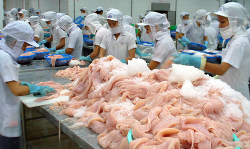 Chế biến cá tra xuất khẩu tại một nhà máy ở miền Tây.